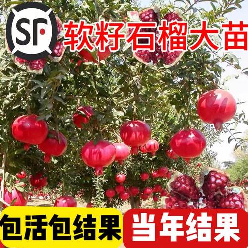 石榴树庭院果树地栽盆栽