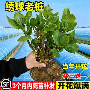 绣球花苗老桩无尽夏绣球花苗室内盆栽花卉植物室内阳台庭院易养活