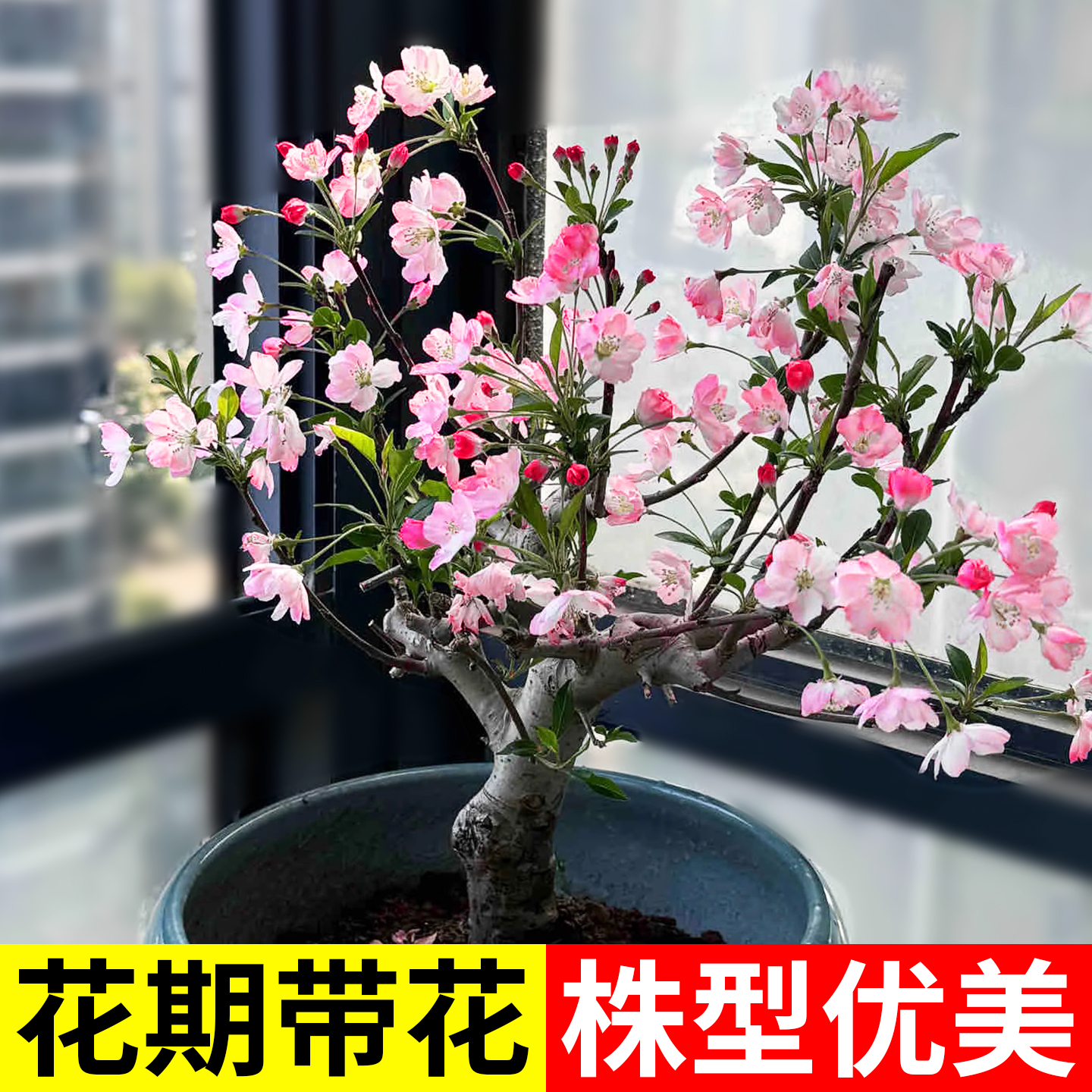 海棠花盆栽树苗盆景四季植物