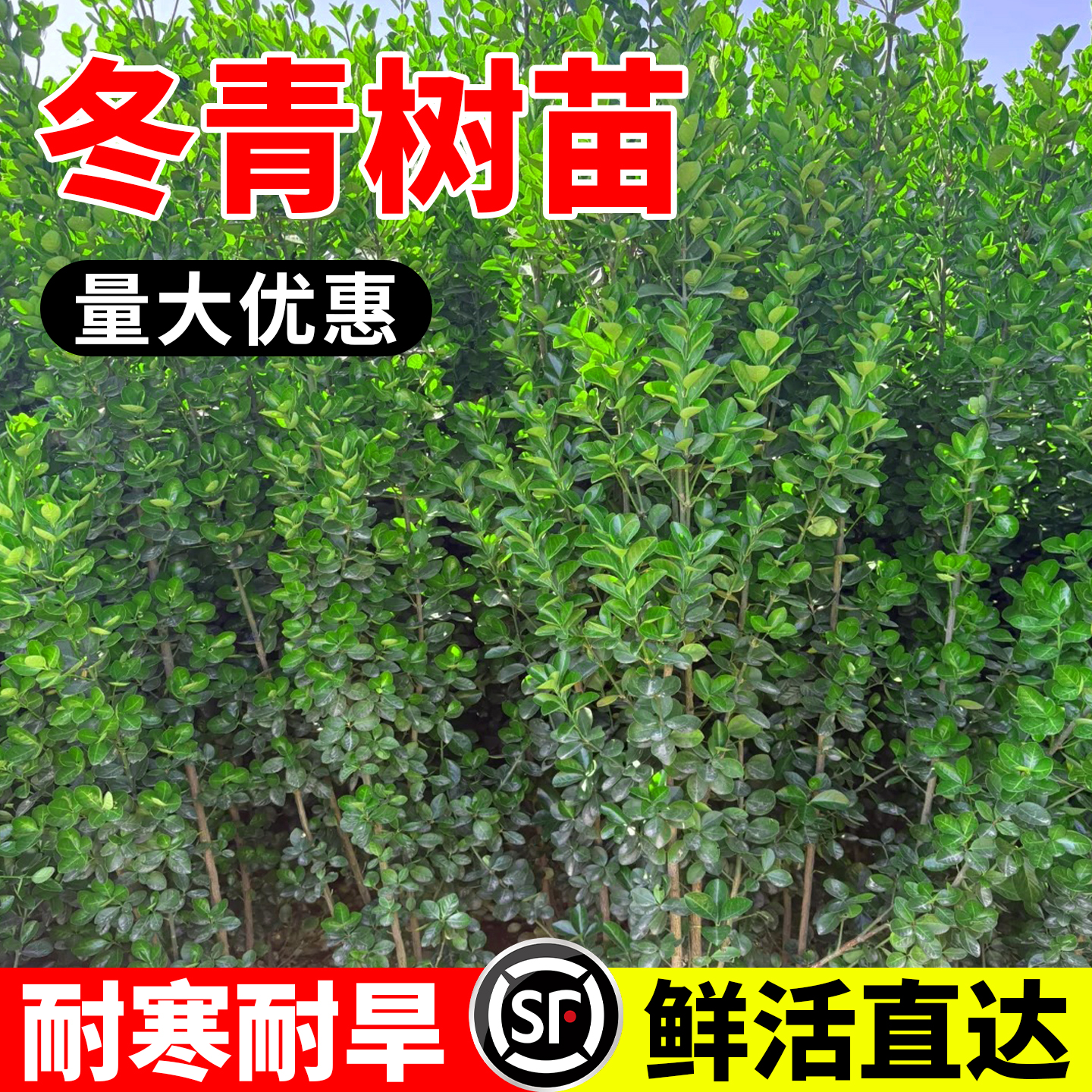 冬青树苗法国直立绿篱笆庭院围墙