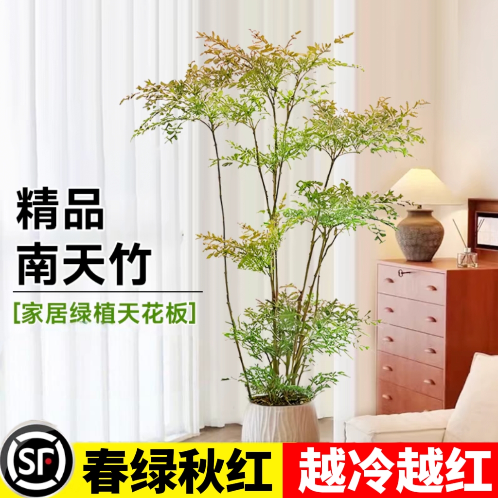 南天竹盆栽客厅大型绿植室内外落地式办公室观叶庭院植物四季好养