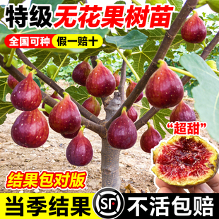 无花果树苗盆栽果树苗四季特大波姬红南北方阳台种植地栽当年结果