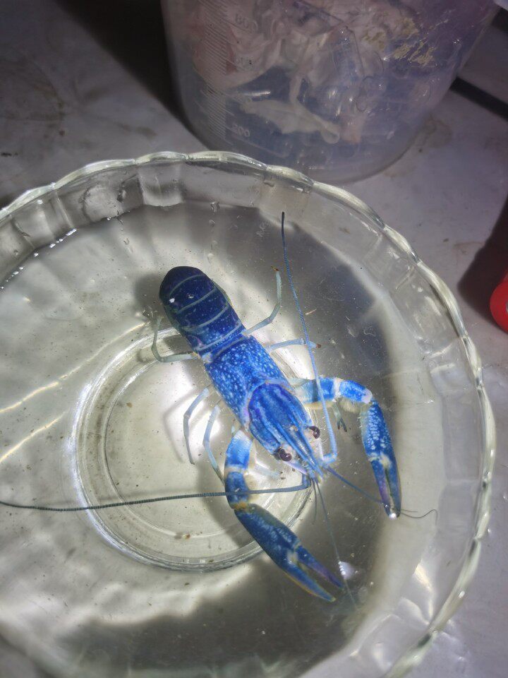 澳洲小青龙新手活体变异观赏螯虾蓝化澳洲小青龙淡水虾观赏虾
