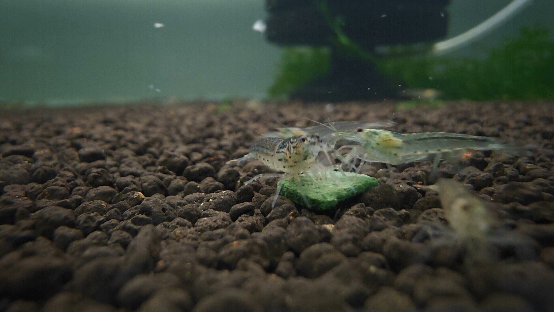 台湾大河藻虾水草缸除藻虾观赏虾丝藻大和藻虾除丝藻绿藻