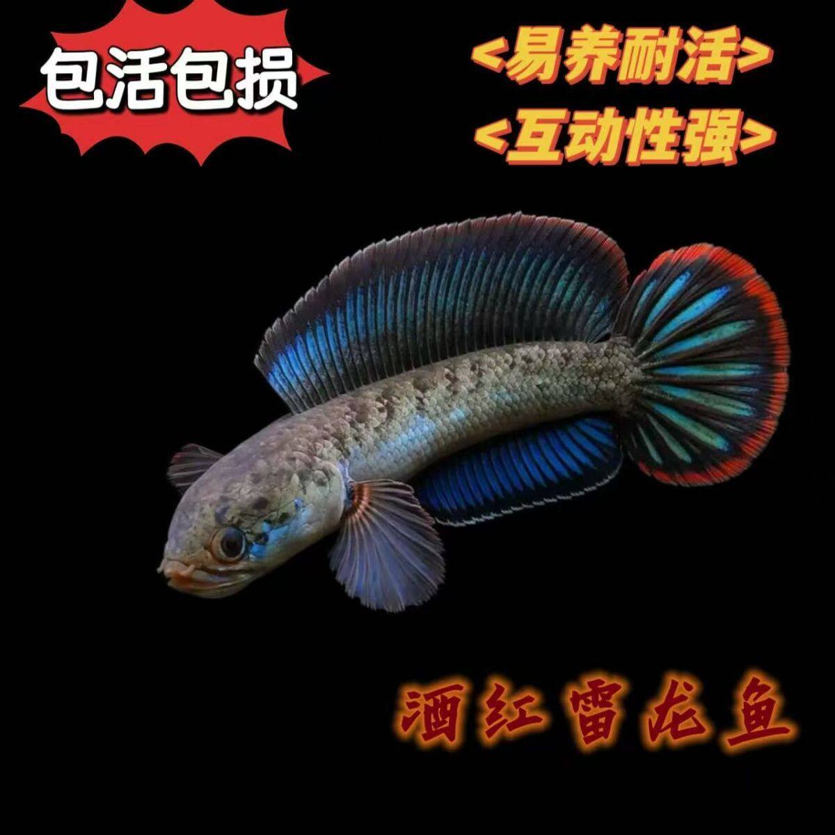 酒红雷龙小型七彩凶猛观赏鱼淡水鱼猛鱼冷水活体奶茶阿萨姆