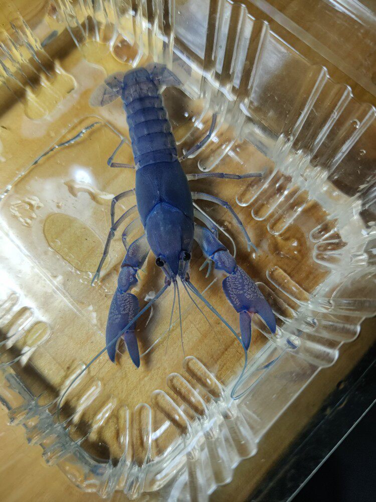 天空蓝魔鳌虾宠物虾人工天空蓝魔淡水观赏虾蓝鳌虾小龙虾包邮