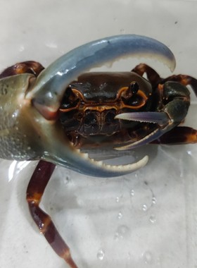 海南勾手蟹宠物蟹观赏螃蟹另相手蟹将军蟹迷辣椒蟹豹点南海溪蟹