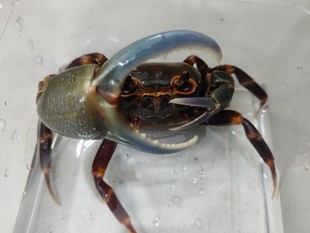 海南勾手蟹宠物蟹观赏螃蟹另相手蟹将军蟹迷辣椒蟹豹点南海溪蟹