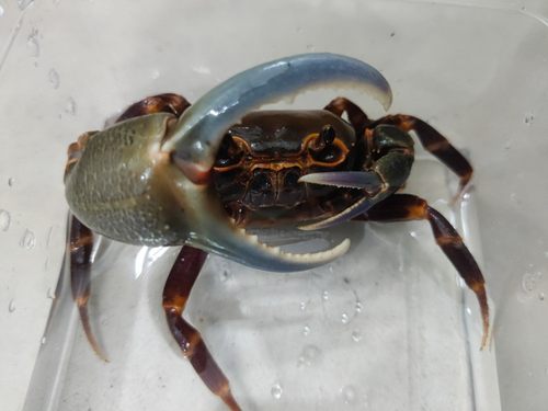 海南勾手蟹宠物蟹观赏螃蟹另相手蟹将军蟹迷辣椒蟹豹点南海溪蟹