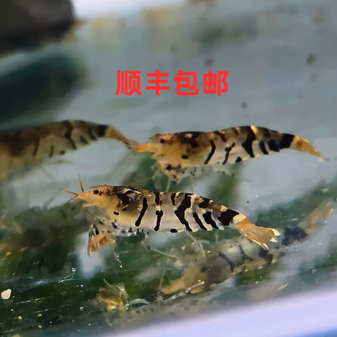 原生虎纹虾观赏虾黑壳虾大和藻虾原生草缸活体冷水淡水除藻工具虾