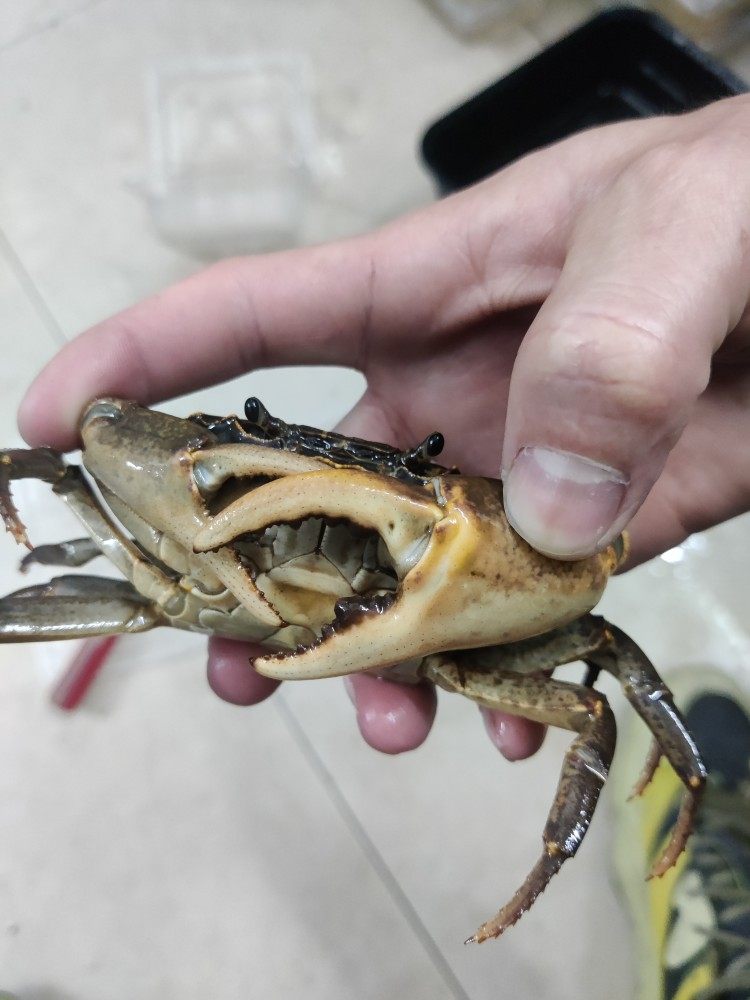 非仿溪蟹南海溪蟹蓝尖肢爬虫爬宠紫罗兰束腰蟹田蟹溪蟹懒人宠物