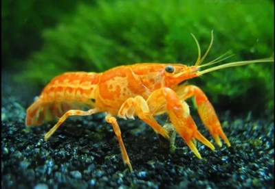 特萨努侏儒螯虾小鳌虾迷你螯虾宠物虾活体观赏虾皮实耐养包邮包损