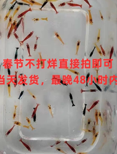 观赏虾米虾套餐宠物工具虾除藻极火蓝宝石香吉士琉璃樱花金背包邮