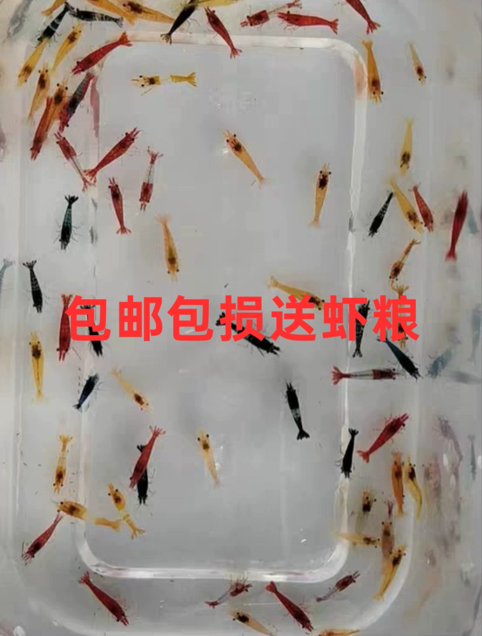 除藻清残渣米虾彩色套餐淡水