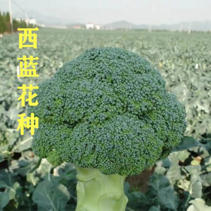 西兰花种子青花椰菜籽秋西兰花高产花菜西兰花种籽孑耐寒炎秀优秀