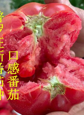 番茄种子口感好西红柿口感好皮薄