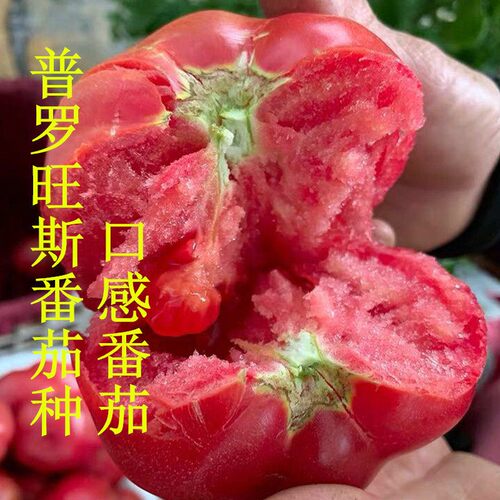 番茄种子口感好西红柿口感好皮薄