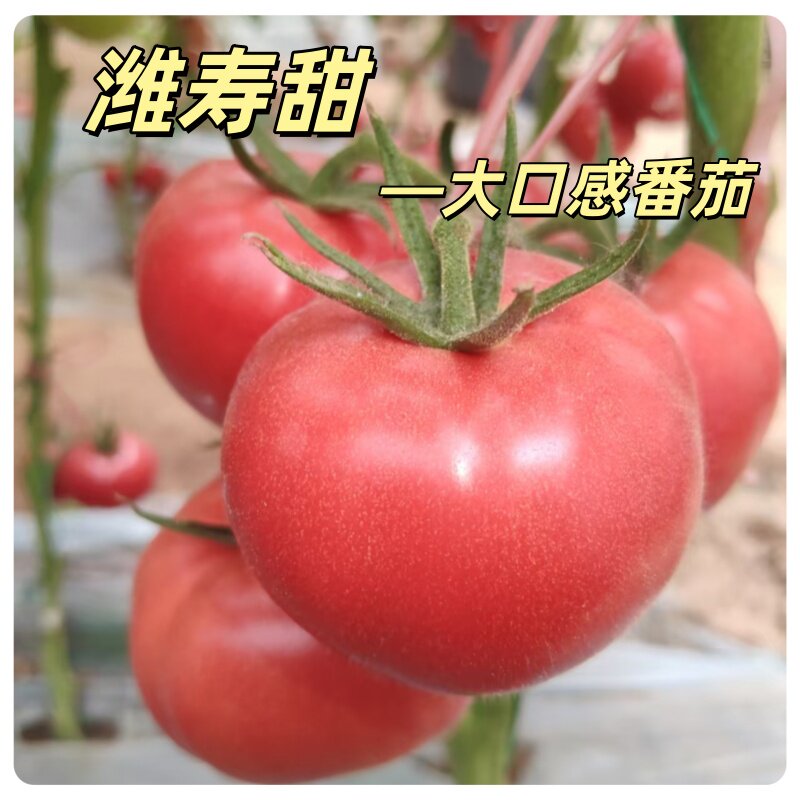优质大果口感番茄种子苗果肉厚实酸甜多汁农家大棚种植蔬果种苗