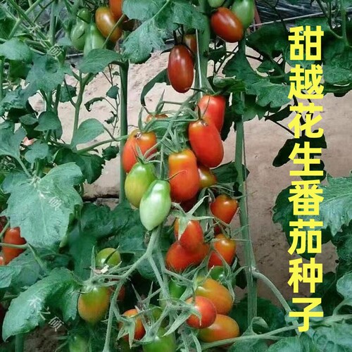 花生番茄种子超甜特色