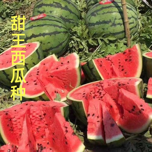 甜王西瓜种子抗病高产