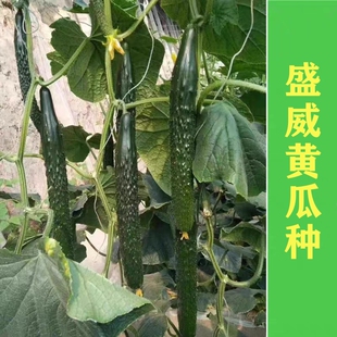 全雌黄瓜种子短把绿肉油亮青瓜种籽节节有瓜抗病高产量耐寒盛威