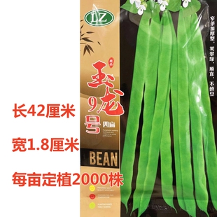 玉龙9号宽扁四季豆种子高产豆角青芸豆种籽纤维少春秋季架豆