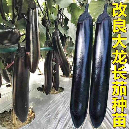 大龙长茄黑紫色长茄子种籽
