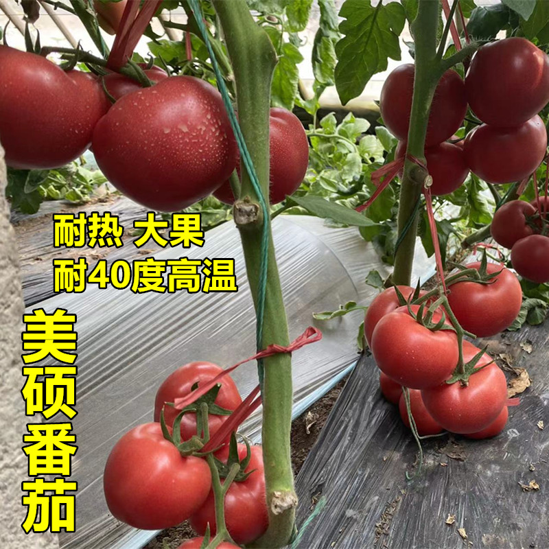 番茄种苗耐热大果抗病高产