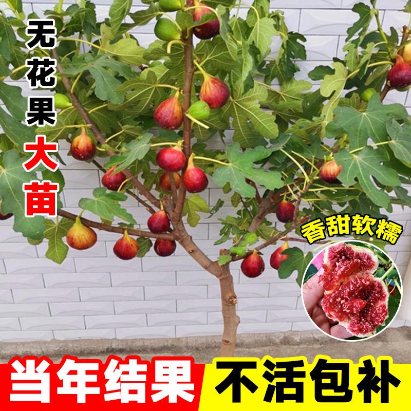 无花果树果苗买1送1包成活
