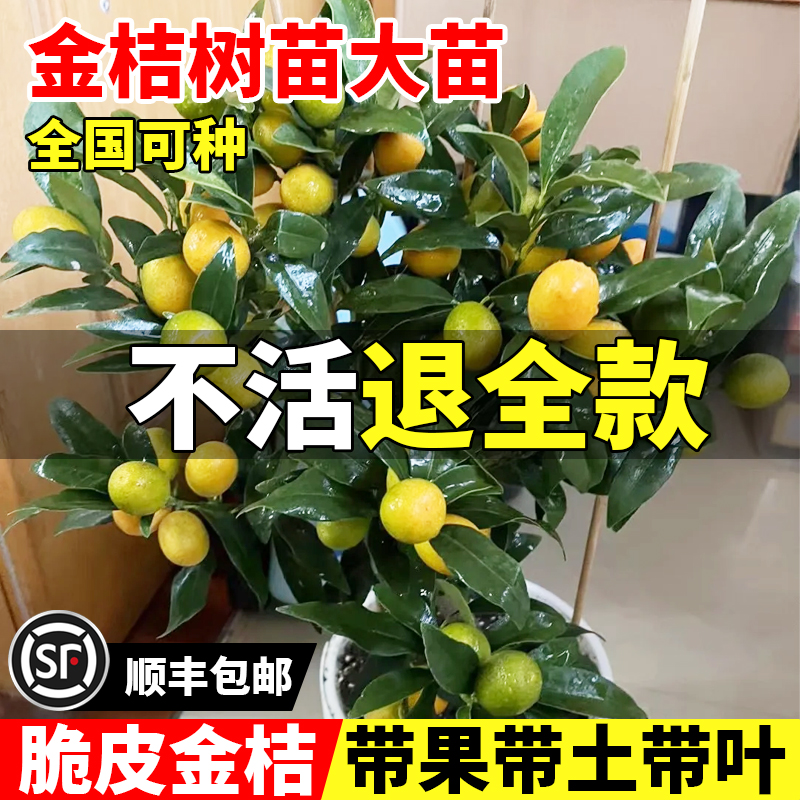 结果多多成活率高死苗包赔
