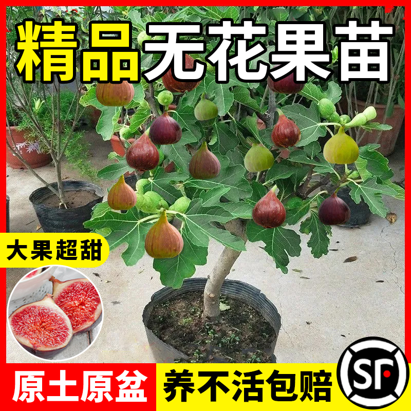 无花果树苗矮化当年结果买1送1