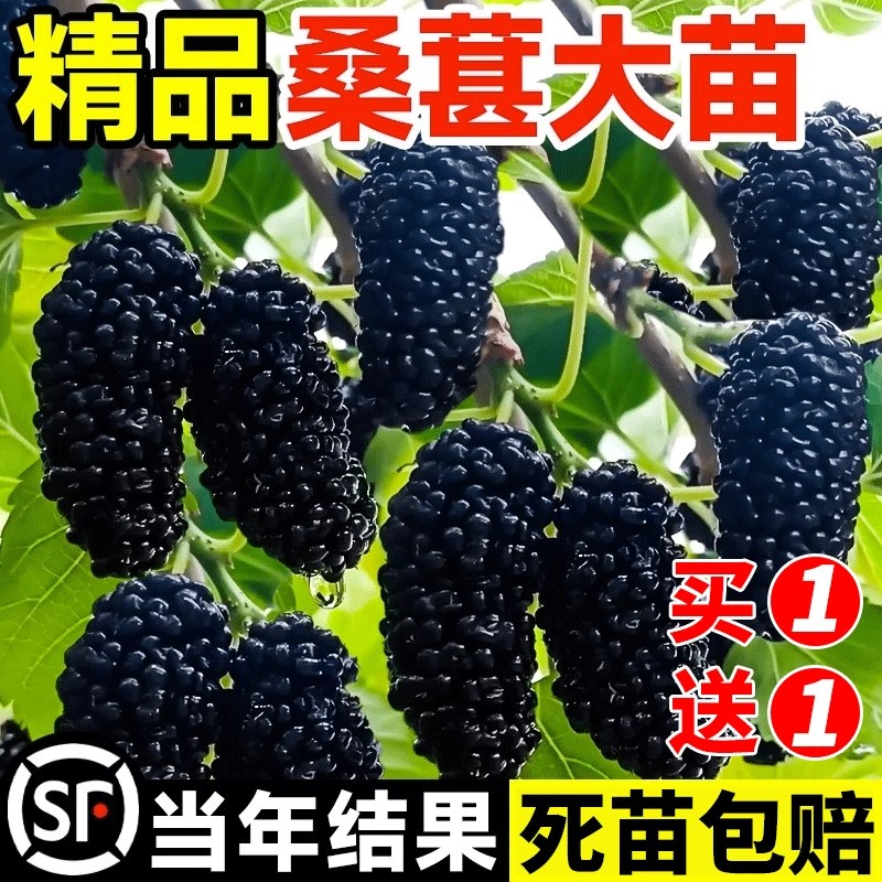 桑葚树苗南北方四季种植假一赔十