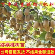猕猴桃树果苗红心软枣猕猴桃苗徐香嫁接南北方种植庭院水果树果苗