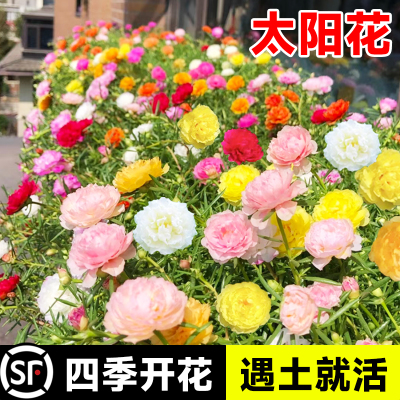 室内室外观花种子四季播种太阳花