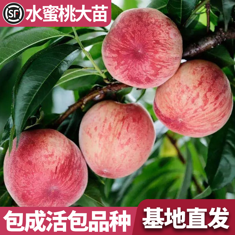 优质冬桃树果苗新品种早熟水蜜桃果树苗庭院嫁接特大黄桃庭院盆栽