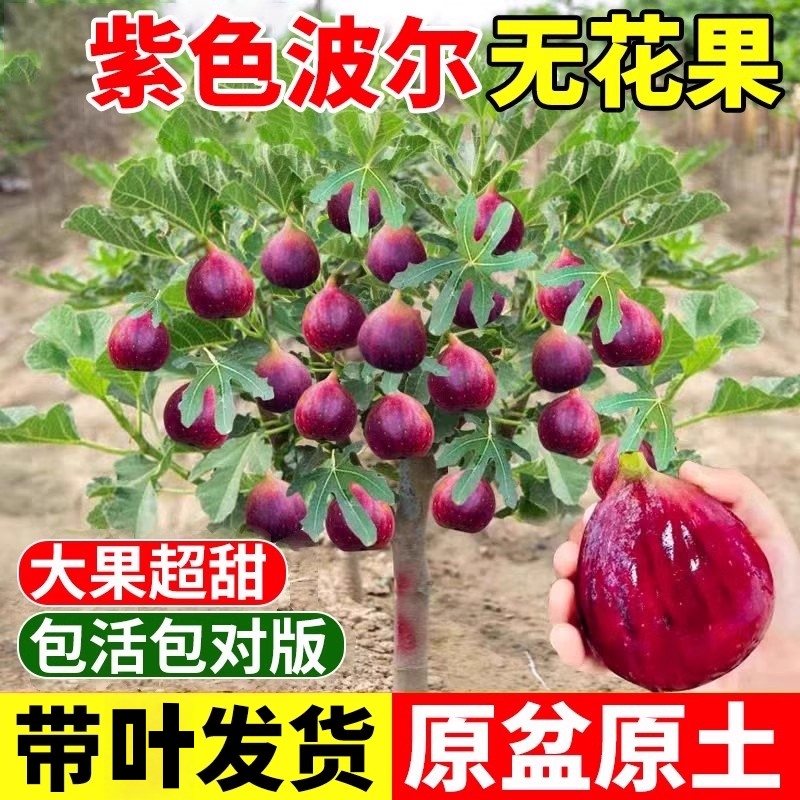 紫色波尔多无花果树苗特大