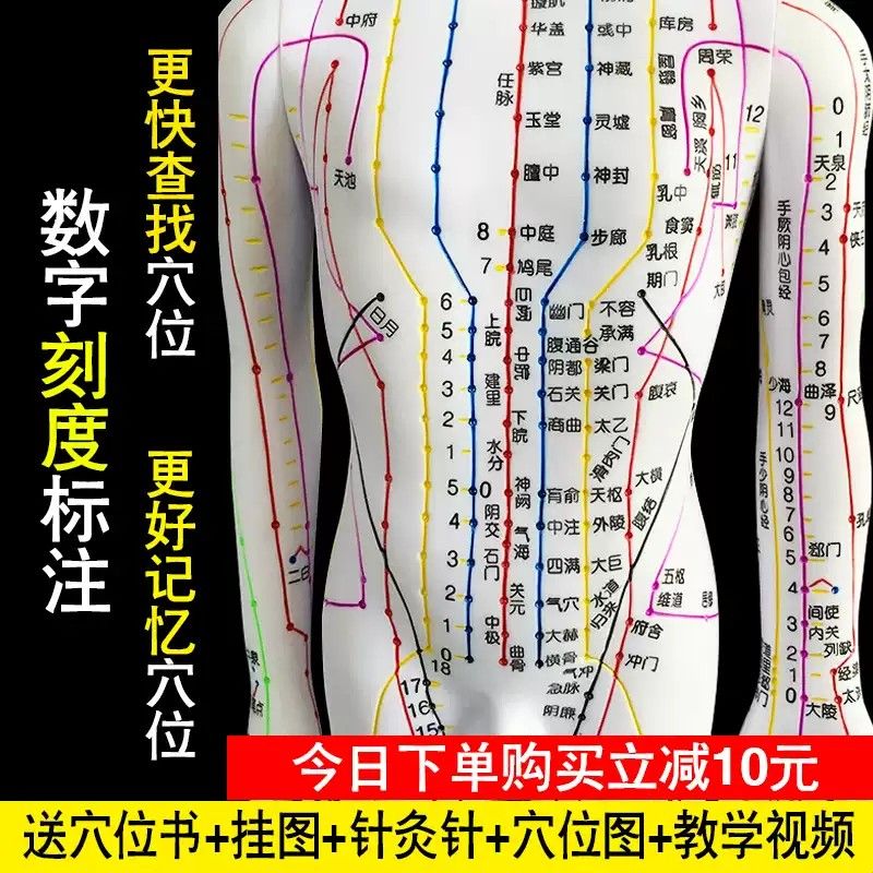 中医针灸穴位人体模型超清晰十二经络小皮人人体针灸模型男女模型