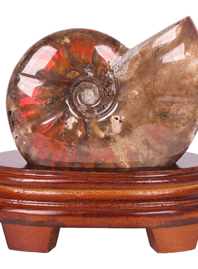 李居明吉祥物斑彩螺摆件招财