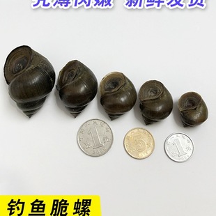 钓青鱼脆螺挂钩田螺苗鲜活打窝螺蛳螺丝乌龟饲料活饵石螺钓鱼薄壳