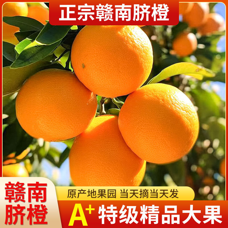 正宗赣南脐橙果园直发礼盒包装