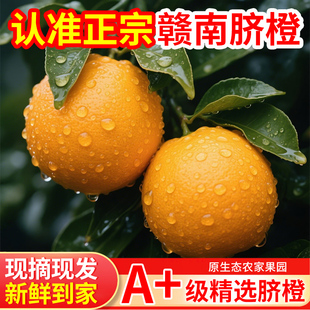 赣南脐橙当季新鲜手剥橙子赣州大橙子礼盒榨汁专用冰糖果冻橙批发