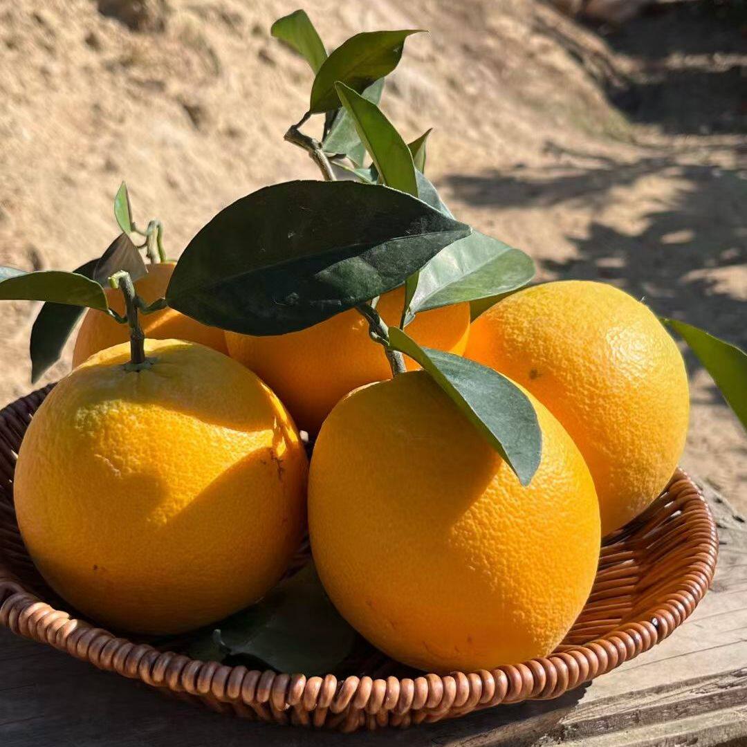 正宗赣南脐橙当季橙子