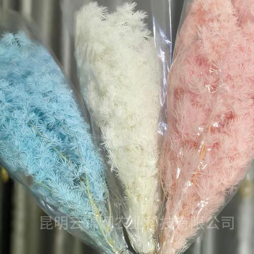 蓬莱松永生干花diy花束家居插花束配花1-2支装永生花新鲜婚庆