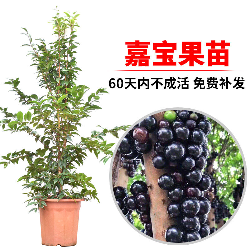 嘉宝果苗树苗台湾红妃四季早生艾斯卡嘉宝果树葡萄苗盆栽当年结果