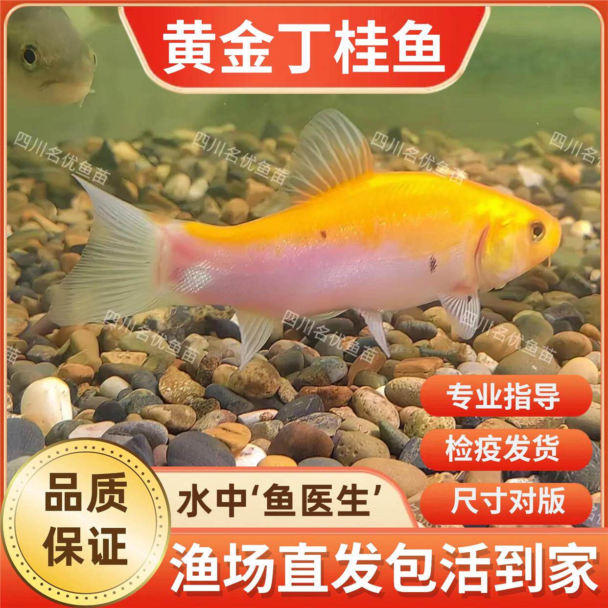 黄金丁桂红色丁桂鱼稀有红丁桂鱼苗黄化丁桂鱼万里挑一混养鱼医生