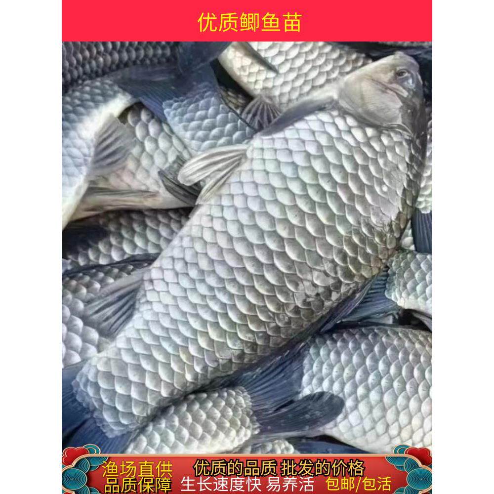 湘云鲫鱼苗工程鲫丰产鲫银鲫鱼苗中科5号鲫鱼苗黄金鲫鱼鲫鱼活体