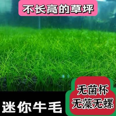 鱼缸水草莫斯无菌杯前景迷你牛毛天湖葵日本矮珍珠椒草挖耳血心兰