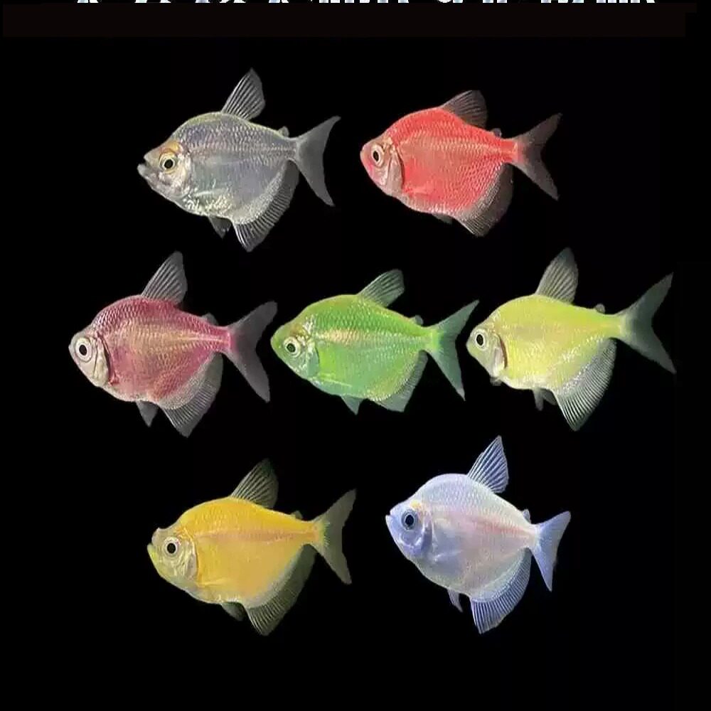 天使鱼彩旗鱼黑裙鱼彩色鱼热带鱼观赏鱼淡水鱼宠物鱼水族活体小鱼