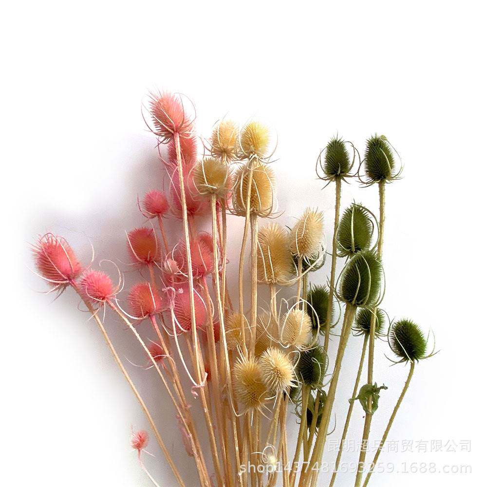 【永生花发财果】干花永生花发财果客厅插花商务插花花材