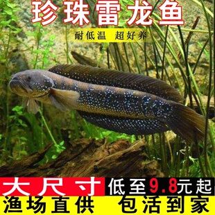 七星鱼淡水养殖凶猛冷水山斑鱼耐氧好活秤星鱼苗观赏珍珠雷龙月鳢